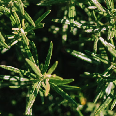 Rosemary Essential Oil: the Benefits for Hair